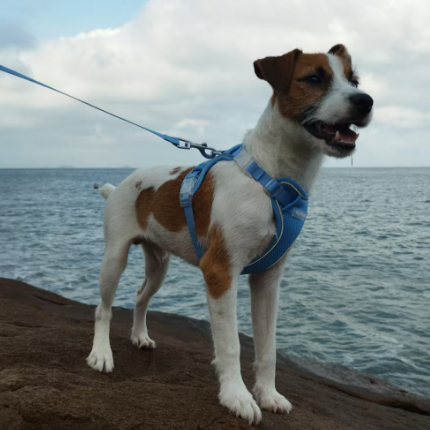 chest and back